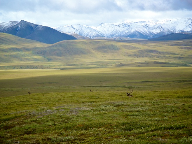 Caribou